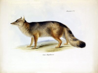 Représentation du Canis fulvipes, renard d