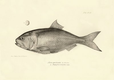 Zoologie : représentation du poisson "Alosa pectinata" décrit par Charles Darwin lors de son voyage à bord du Beagle. Planche de "The zoology of the voyage of H.M.S. Beagle under the command of Captain Fitzroy" - Unbekannter Künstler