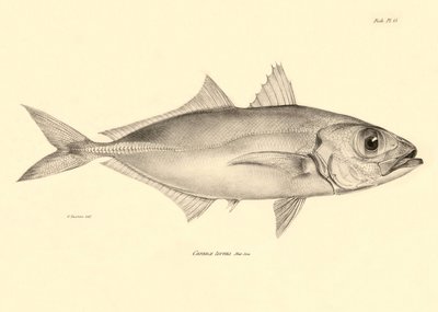 Représentation du poisson Caranx torvus décrit par Charles Darwin lors de son voyage à bord du Beagle. Planche de The zoology of the voyage of H.M.S. Beagle sous le commandement du capitaine Fitzroy pendant les années 1832-1836 - Unbekannter Künstler
