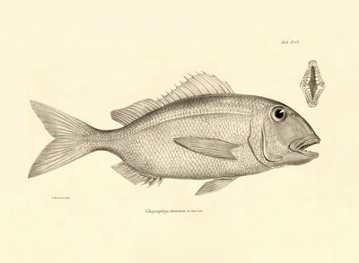 Zoologie: représentation du poisson Chrysophrys taurina décrit par Charles Darwin lors de son voyage à bord du Beagle. Planche de The zoology of the voyage of H.M.S. Beagle sous le commandement du capitaine Fitzroy pendant les années 1832-1836 - Unbekannter Künstler