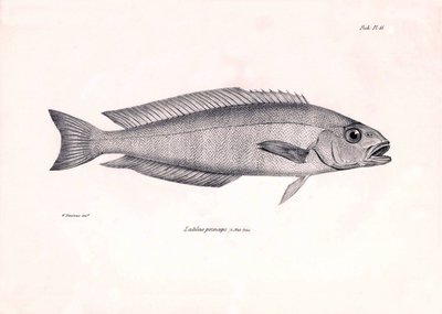 Zoologie: représentation du poisson Latilus princeps décrit par Charles Darwin lors de son voyage à bord du Beagle. Planche de The zoology of the voyage of H.M.S. Beagle sous le commandement du capitaine Fitzroy pendant les années 1832-1836 - Unbekannter Künstler