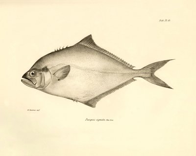 Zoologie : représentation du poisson « Paropsis signata » décrit par Charles Darwin lors de son voyage à bord du Beagle. Planche tirée de « The zoology of the voyage of H.M.S. Beagle under the command of Captain Fitzroy during the years 1832-1836 » - Unbekannter Künstler