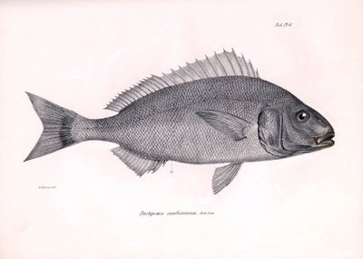 Zoologie : représentation du poisson « Pristipoma cantharinum » décrit par Charles Darwin lors de son voyage à bord du Beagle. Planche de « La zoologie du voyage du H.M.S. Beagle sous le commandement du capitaine Fitzroy pendant les années 1832-1836 » - Unbekannter Künstler
