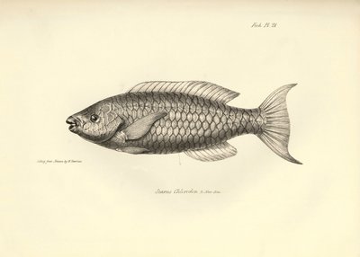 Zoologie : représentation du poisson "Scarus Chlorodon" décrit par Charles Darwin lors de son voyage à bord du Beagle. Planche de "The zoology of the voyage of H.M.S. Beagle under the command of Captain Fitzroy" - Unbekannter Künstler