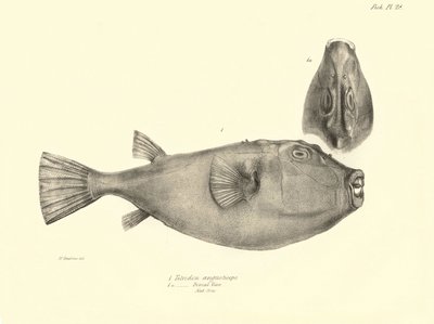 Zoologie : représentation du poisson "Tetrodon (Tetraodon) angusticeps" décrit par Charles Darwin lors de son voyage à bord du Beagle. Planche de "The zoology of the voyage of H.M.S. Beagle under the command of Captain Fitzroy" - Unbekannter Künstler