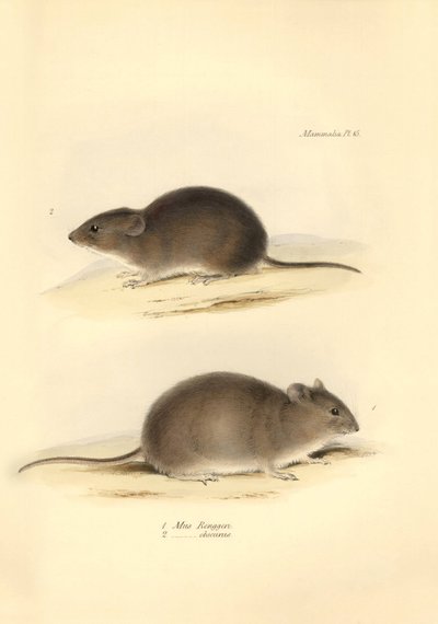Zoologie : le « Mus Renggeri » et le « Mus obscurus » (rats) décrits par Charles Darwin lors de son voyage d