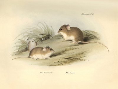 Zoologie : le "Mus albimaculatus" et "Mus elegans" (souris) décrits par Charles Darwin lors de son voyage d