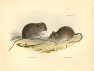 Représentation du Mus brachiotis et du Mus Magellanicus (rats) décrits par Charles Darwin lors de son voyage d