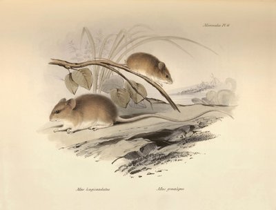 Zoologie : le « Mus longicaudatus » et « Mus gracilipes » (souris) décrits par Charles Darwin lors de son voyage d