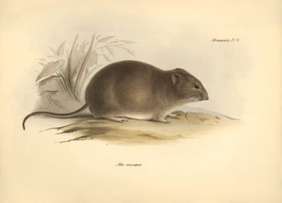 Zoologie : la « Mus micropus » ou grande souris à oreilles décrite par Charles Darwin lors de son voyage d