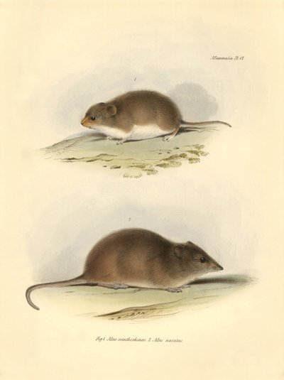 Zoologie : le « Mus xanthorhinus » ou rat des champs et « Mus nasutus » décrit par Charles Darwin lors de son voyage d