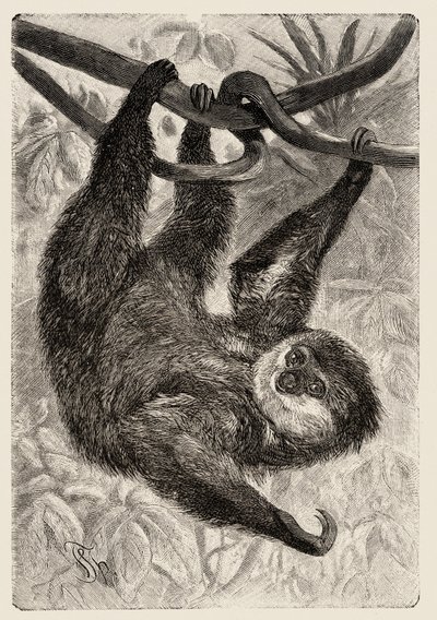 Zoologie : unau ou paresseux décrit et illustré par Carlo Vogt et Federico Specht dans « Histoire Naturelle Illustrée : Mammifères » 1884 - Unbekannter Künstler