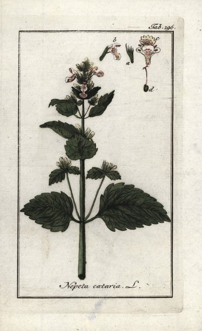 Cataire ou herbe à chat (Nepeta cataria) - Unbekannter Künstler