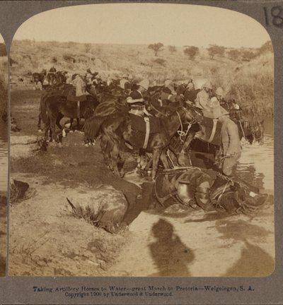 Abreuvement des chevaux d