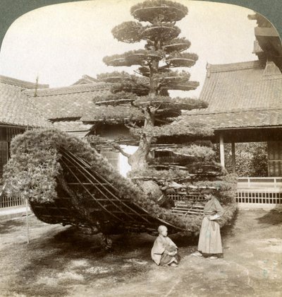 Un seul pin formé en forme de bateau, monastère Kinkaku-ji, Kyoto, Japon, 1904 - Underwood and Underwood