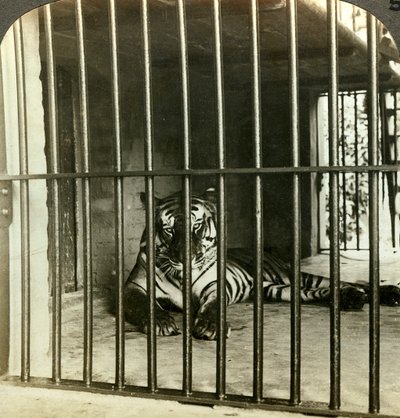 Tigre mangeur d