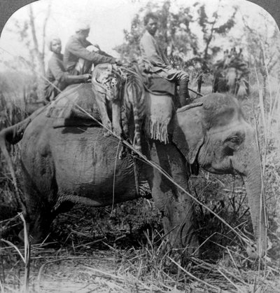 Transport de tigres morts au camp, jungle de Behar, Inde - Underwood and Underwood