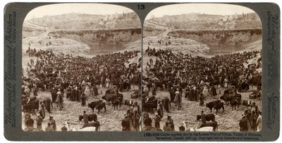 Jour de marché aux bestiaux, dans le bassin inférieur de Gihon, Vallée de Hinnom, Jérusalem, Palestine, 1900 - Underwood and Underwood
