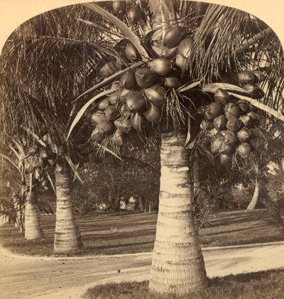 Cocotiers sur les sables blancs de Floride, USA, vers 1900 - Underwood and Underwood