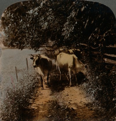 Les vaches rentrent à la maison par le chemin à l