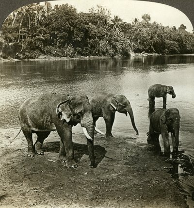 Éléphants, Sri Lanka Ceylan - Underwood and Underwood