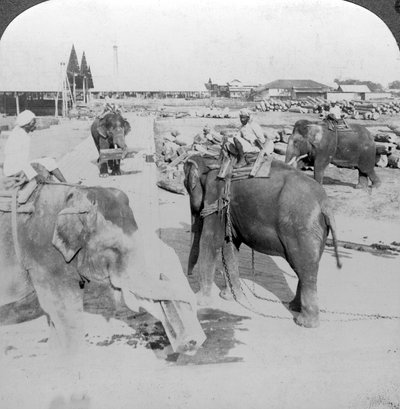 Éléphants travaillant dans une cour à bois, Inde - Underwood and Underwood