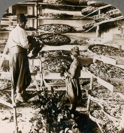 Nourrir les vers à soie avec leur petit-déjeuner de feuilles de mûrier, montagnes du Liban, Syrie, années 1900 - Underwood and Underwood