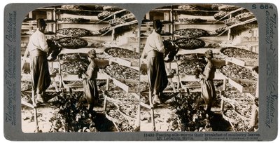 Nourrir les vers à soie avec leur petit-déjeuner de feuilles de mûrier, montagnes du Liban, Syrie, XXe siècle - Underwood and Underwood