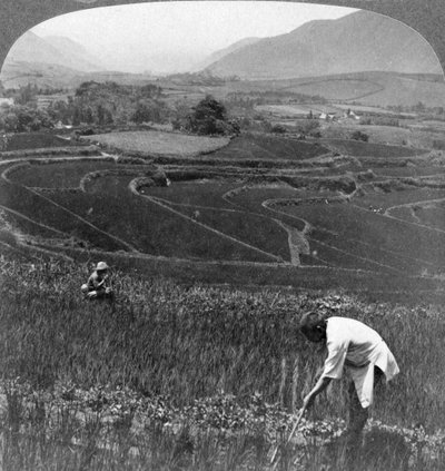 Champs de riz fertiles dans l