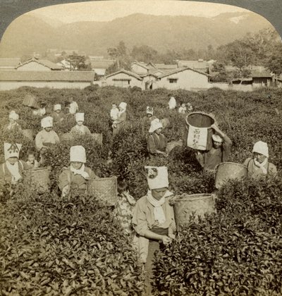 Filles cueillant du thé, Uji, Japon - Underwood and Underwood