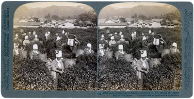 Filles cueillant du thé sur la célèbre plantation d