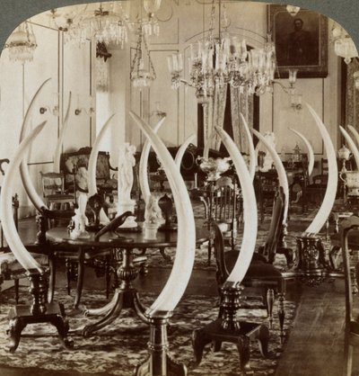 Salle des défenses, dans la maison de Lady de Soysa, Bambalapitiya, Colombo, Ceylan, 1903 - Underwood and Underwood
