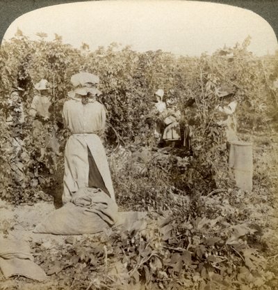 Cueillette du houblon, Eugene, Oregon, États-Unis - Underwood and Underwood