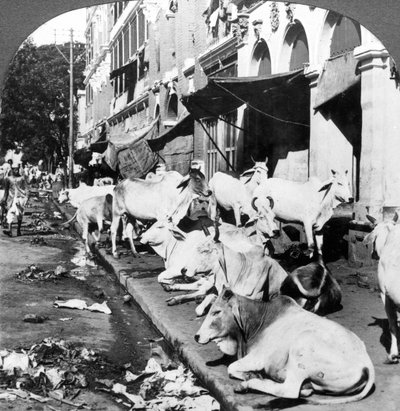 Comment les vaches hindoues profitent de la vie sur Harrison Street, Calcutta, Inde - Underwood and Underwood