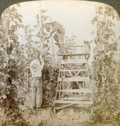 Dans le riche district du houblon, entraînement des vignes, vallée de la White River, Washington, USA - Underwood and Underwood