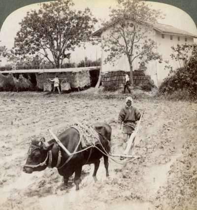 Labourer un sol inondé pour la plantation de riz, au nord de la route principale à Uji, près de Kyoto, Japon, 1904 - Underwood and Underwood
