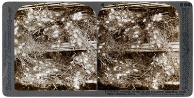 Cocons de soie tissés dans des branches de mûrier, Antioche, Syrie, années 1900 - Underwood and Underwood