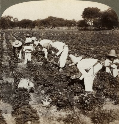 Champ de fraises, Irapuato, Mexique - Underwood and Underwood