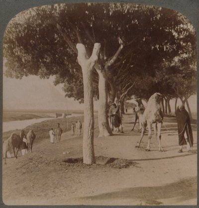 La route vers les pyramides, Égypte, 1896 - Underwood and Underwood