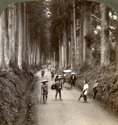 Les bosquets étaient les premiers temples de Dieu, avenue des nobles cryptomères à Nikko, Japon - Underwood and Underwood
