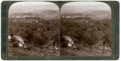 La plaine de Dothan, Palestine - Underwood and Underwood