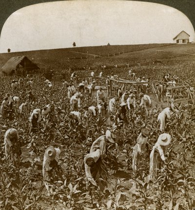 Champ de tabac, Montpellier, Jamaïque, 1900 - Underwood and Underwood