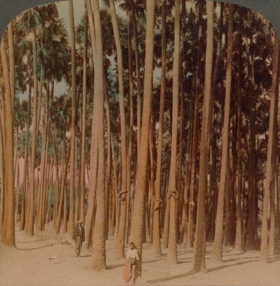 Palmiers Toddy de 30 mètres de haut, Pagan, Birmanie, 1907 - Underwood and Underwood