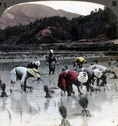Transplantation du riz dans une rizière, Japon, 1904 - Underwood and Underwood