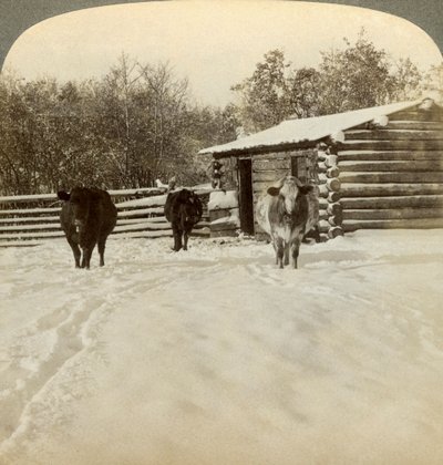 Hiver dans un ranch, Montana, USA - Underwood and Underwood