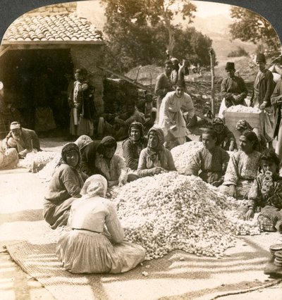 Femmes triant de grandes piles de cocons de soie, Antioche, Syrie, années 1900 - Underwood and Underwood