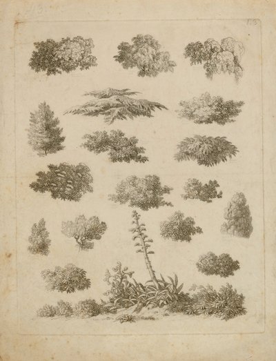 Foliage Studies - Unidentified