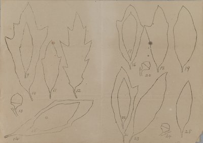 Étude de la forme des feuilles - Unidentified