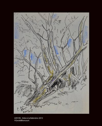 Arbre à Babinière - Unknown