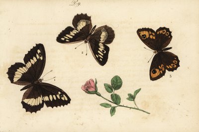 Silène, Brintesia circe 1, hermite, Chazara briseis 2, et grand némusien, Lasiommata maera 3 - Unknown